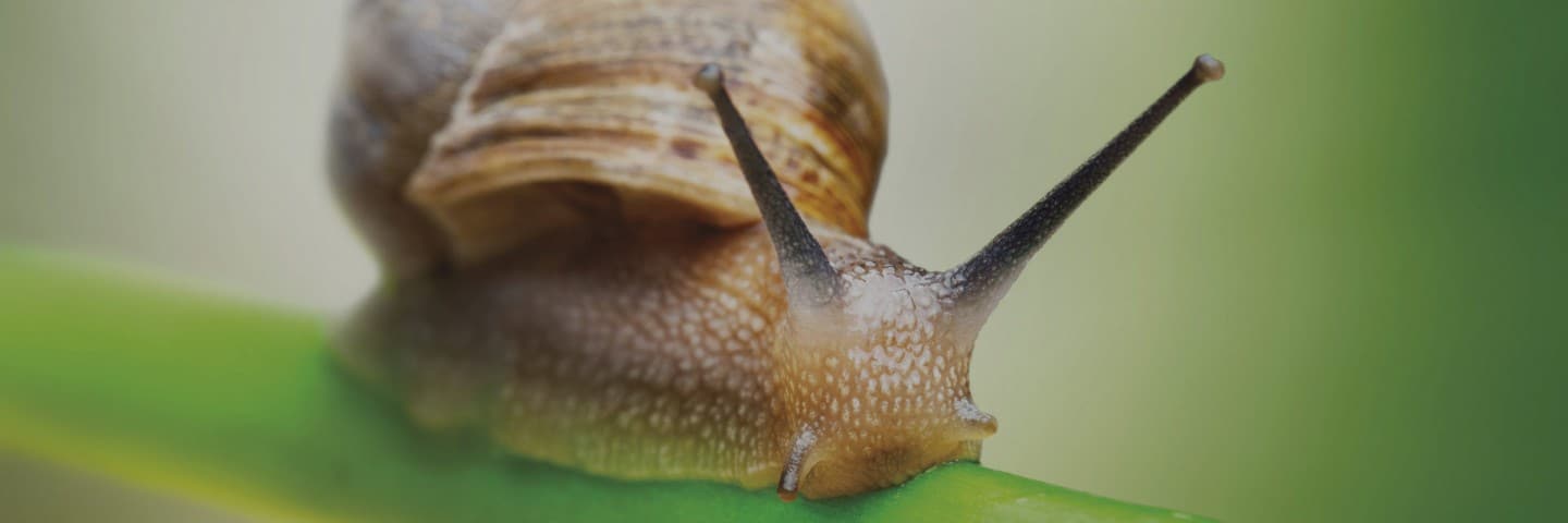 snail farming franchise opportunities